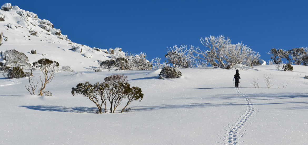 tree wells, tree well, snowboarding safety